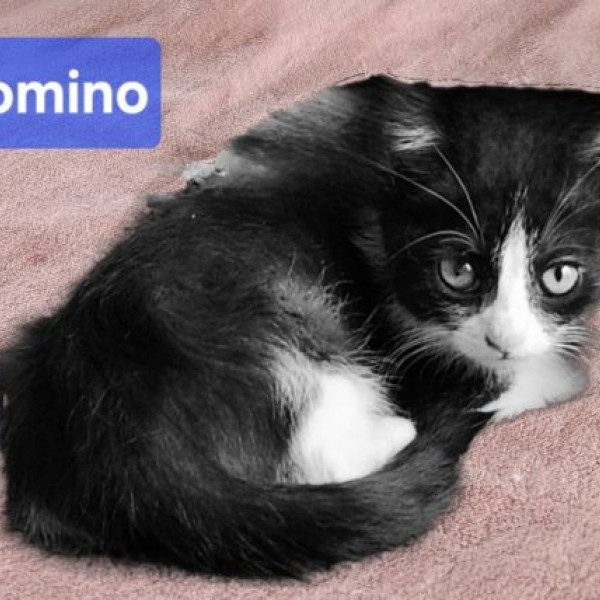 adopt Domino D
