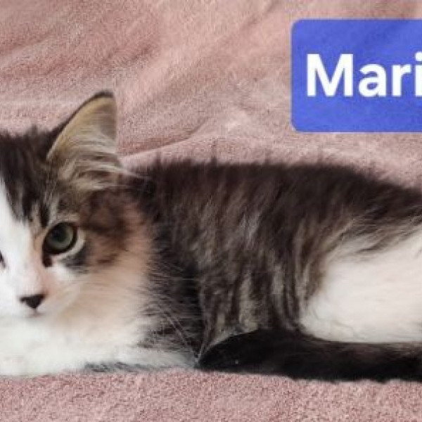 adopt Mariposa