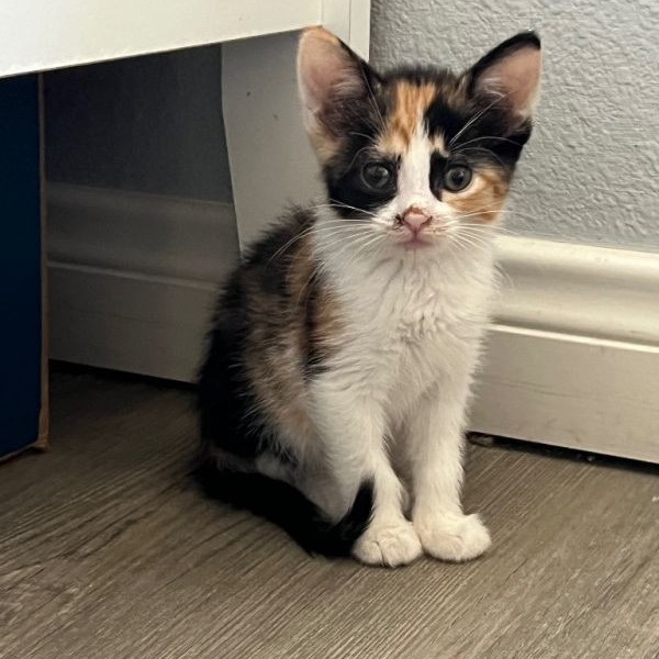 adopt Nessie