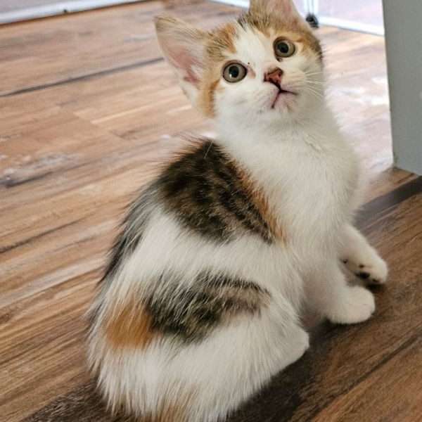 adopt Skittles