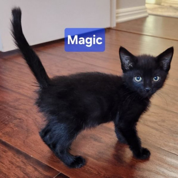 adopt Black Magic