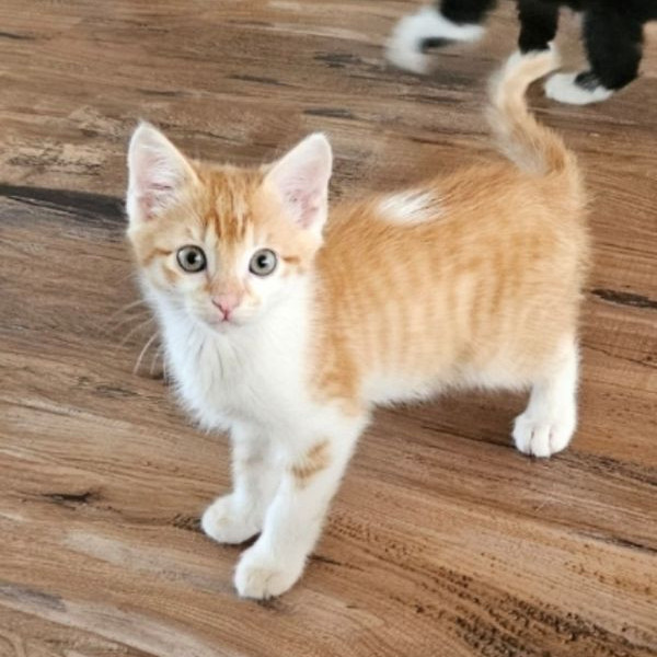 adopt Butterscotch