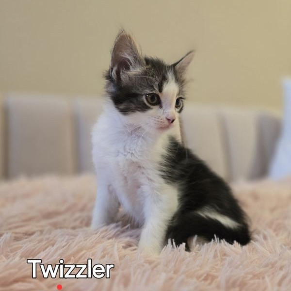 adopt Twizzler