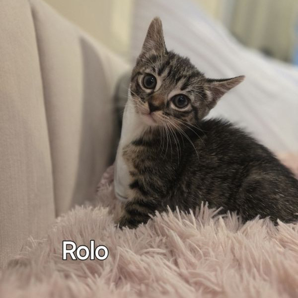 adopt Rolo