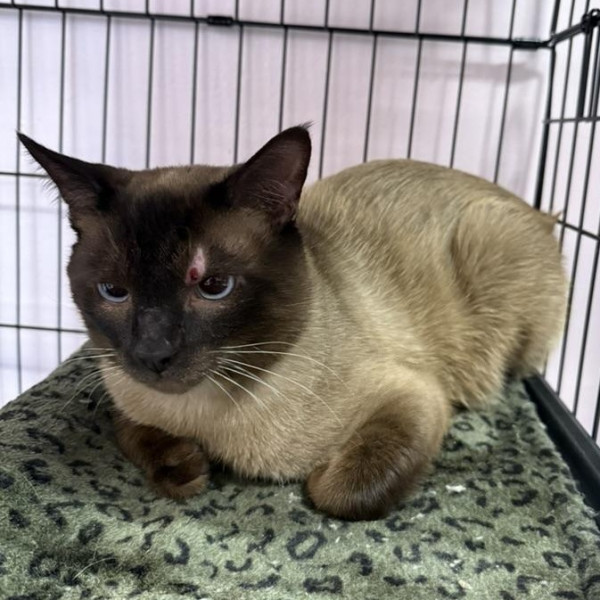adopt Ziggy