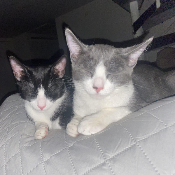 adopt Tobi & Sonny (bonded brothers)