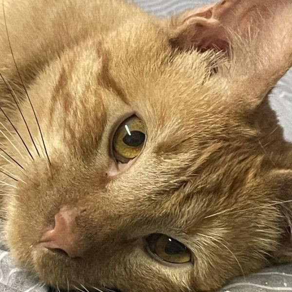 adopt Garfield
