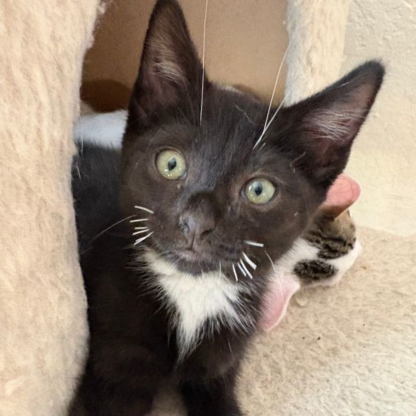 adopt Ferris Bueller