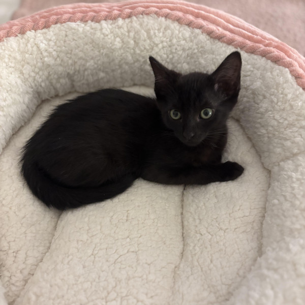 adopt Steve