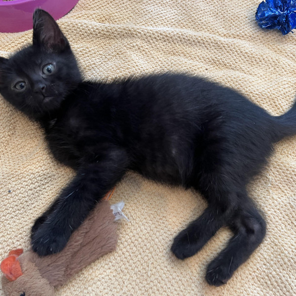 adopt Benny