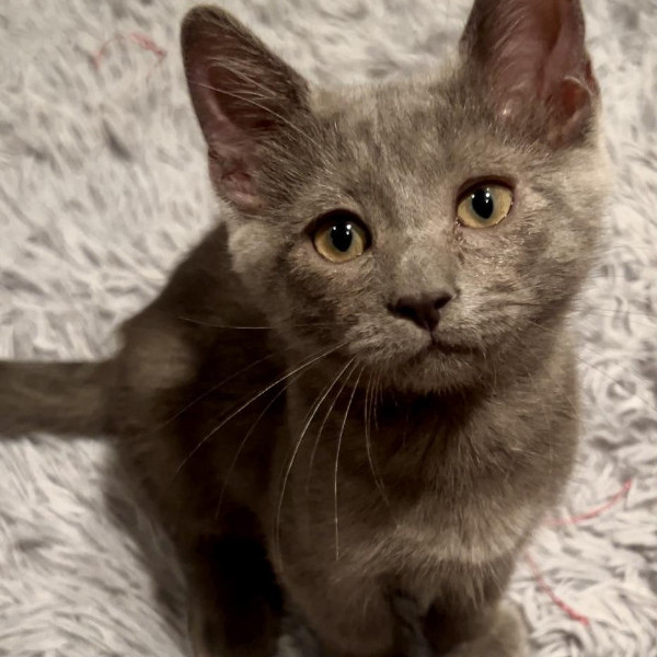 adopt Norma Jean