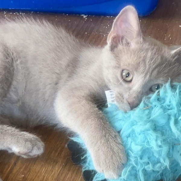 adopt Captain Fantastic