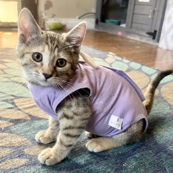 adopt Tabitha