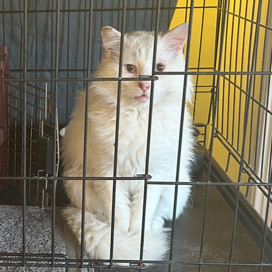 adopt The Big Lebowski