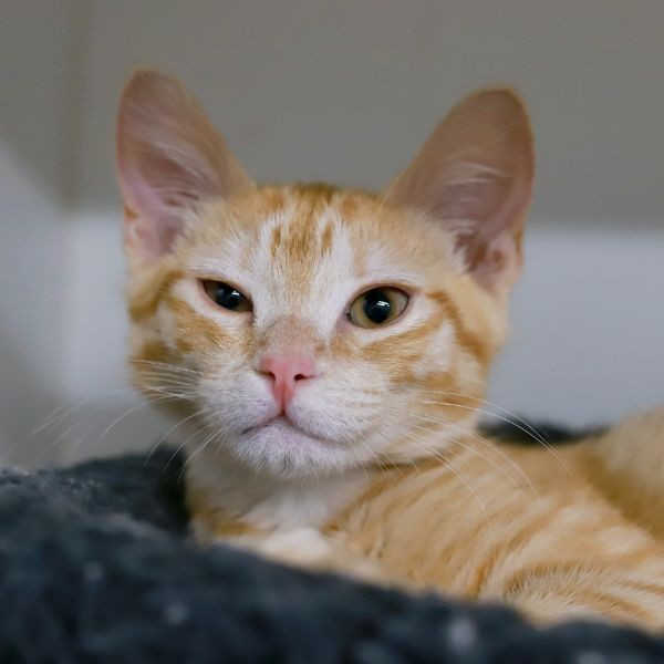 adopt Hotlips Houlihan