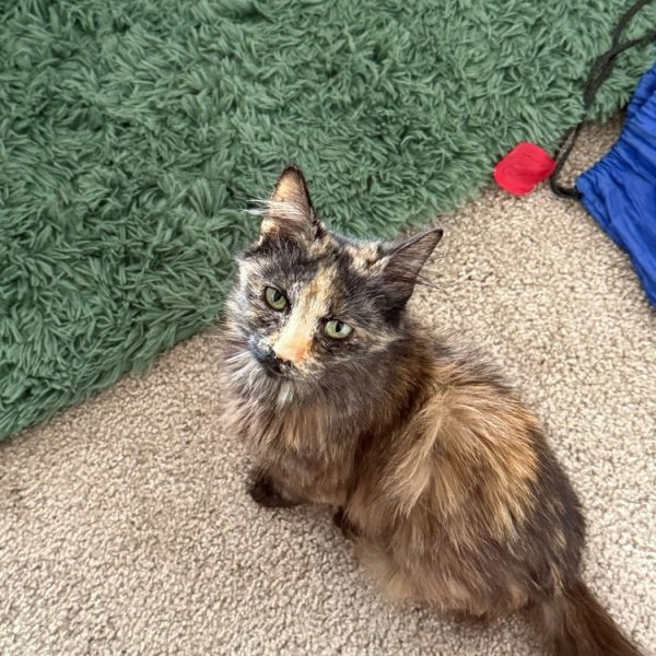 adopt Cleo