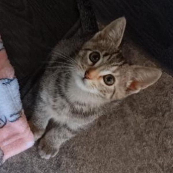 adopt Hollywood