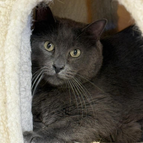 adopt Regal & Paperclip (bonded siblings)