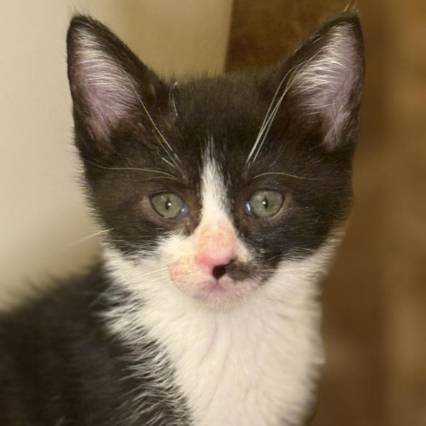 adopt Beau