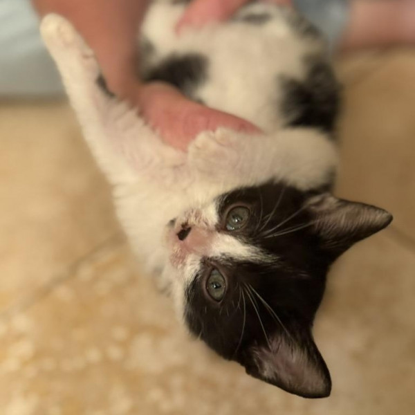 adopt Banjo