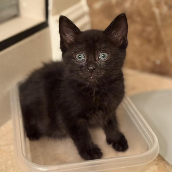 adopt Birdy