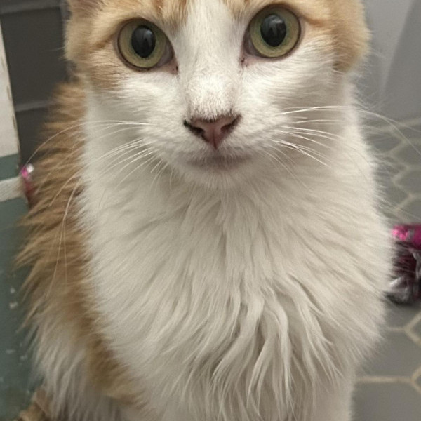 adopt Cara