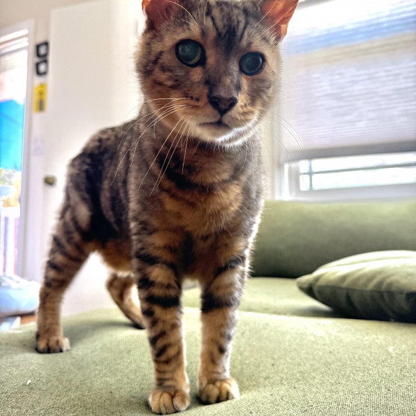adopt Vision