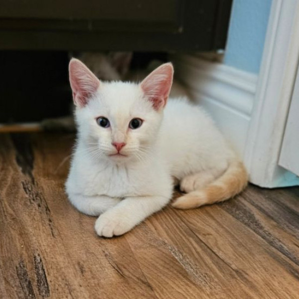 adopt Grits