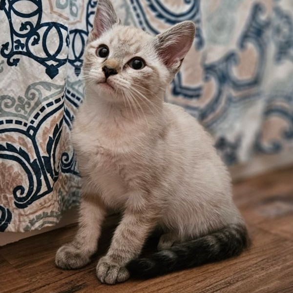 adopt Sausage