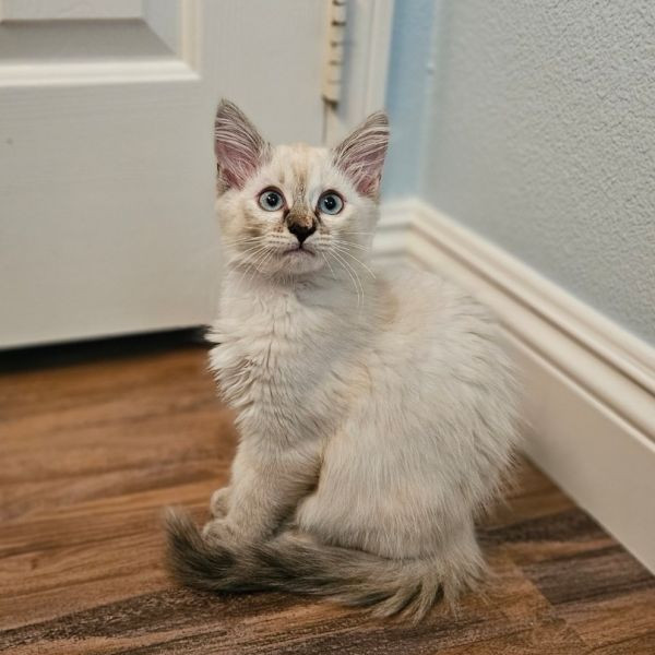 adopt Fritter