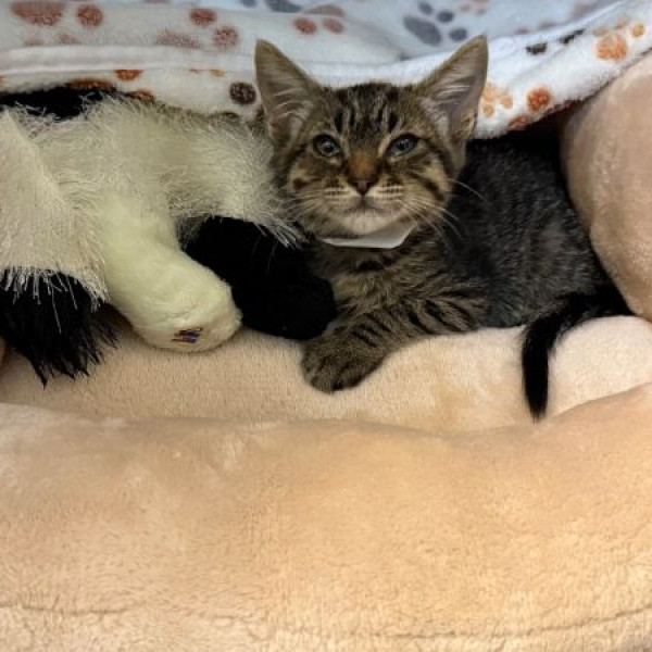 adopt Mocha
