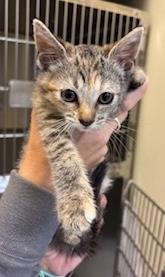 adopt Adventura