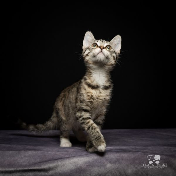 adopt Lorelei