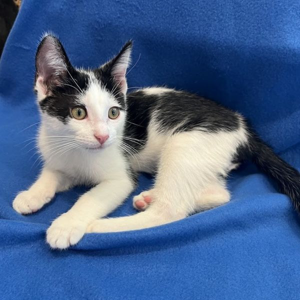 adopt Chubby Checkers