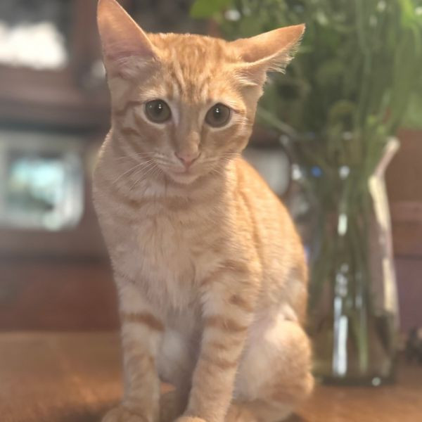 adopt Ginger