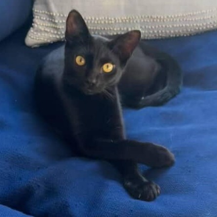 adopt Soot Sprite