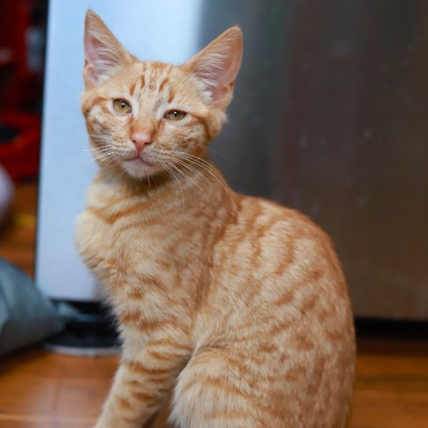 adopt Little Alex Horne