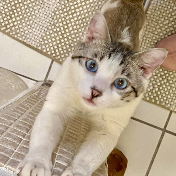 adopt Azul