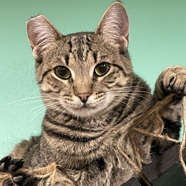 adopt Timothy Catlamet