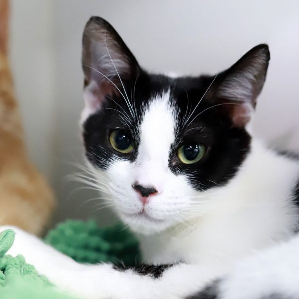 adopt Rick Springfield