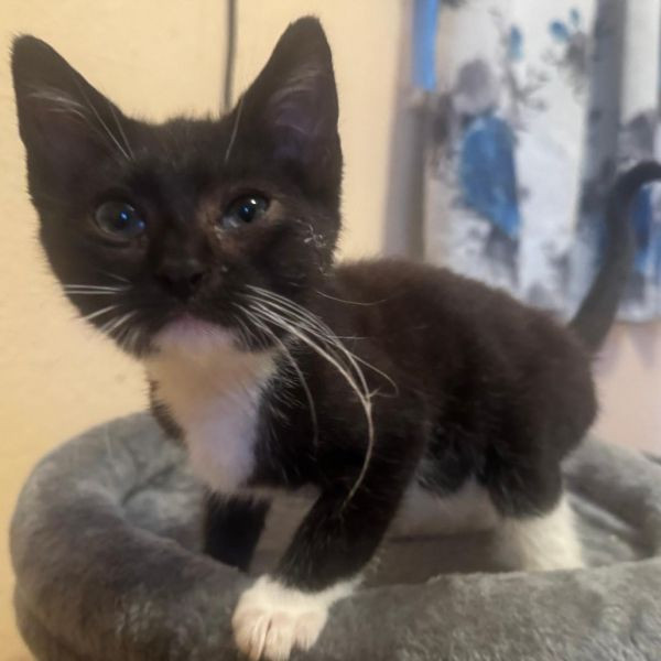 adopt Little Meatball