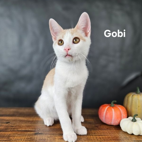 adopt Gobi