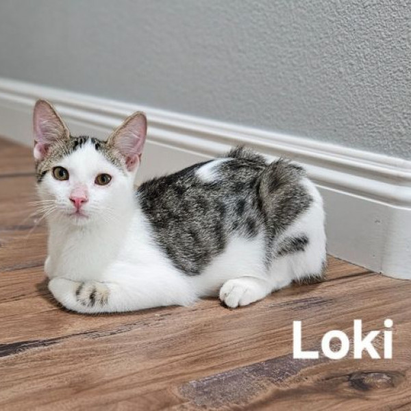 adopt Loki