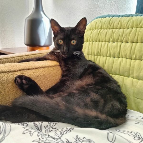 adopt Chief Littlebear