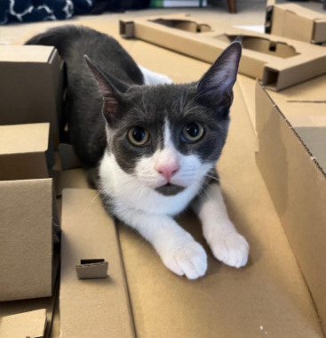 adopt Flame Bravermountain