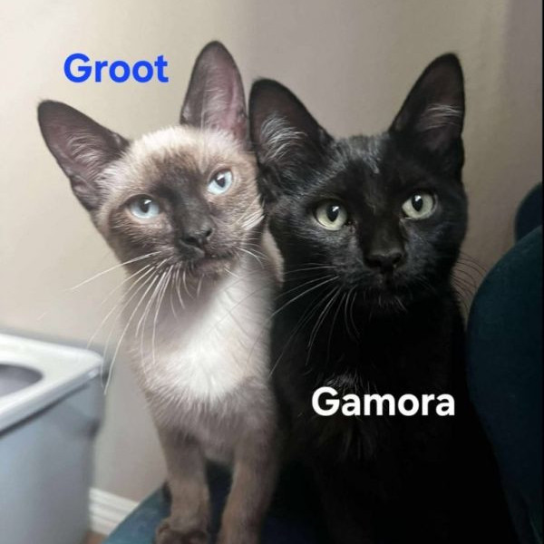 adopt Gamora