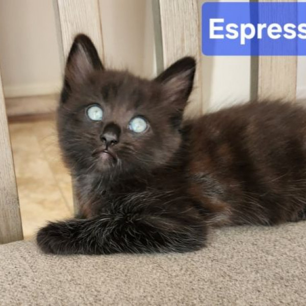 adopt Espresso