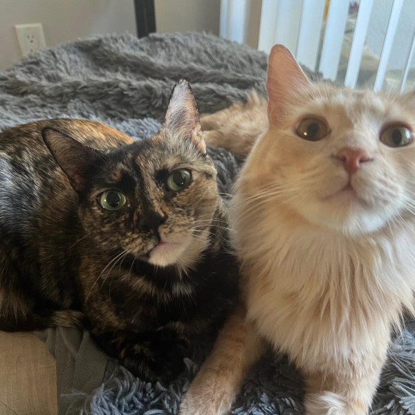 adopt Salem & Rembrandt