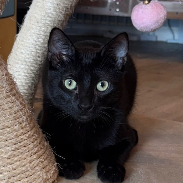 adopt Onyx