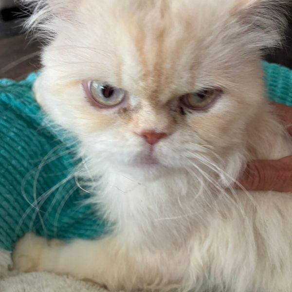 adopt Mr. Wigglesworth